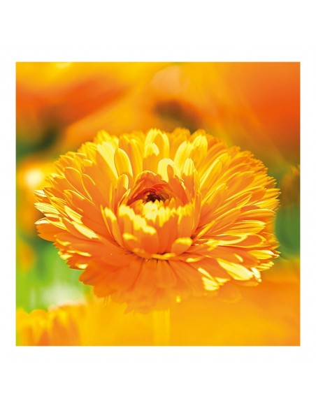 Crème Protectrice Calendula Weleda (75 ml)